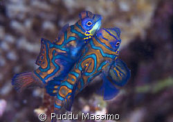 gangga island,mandarine nikon d2x 105mm macro by Puddu Massimo 